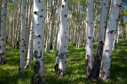 Urheberrechtsschutz für einen Birkenwald